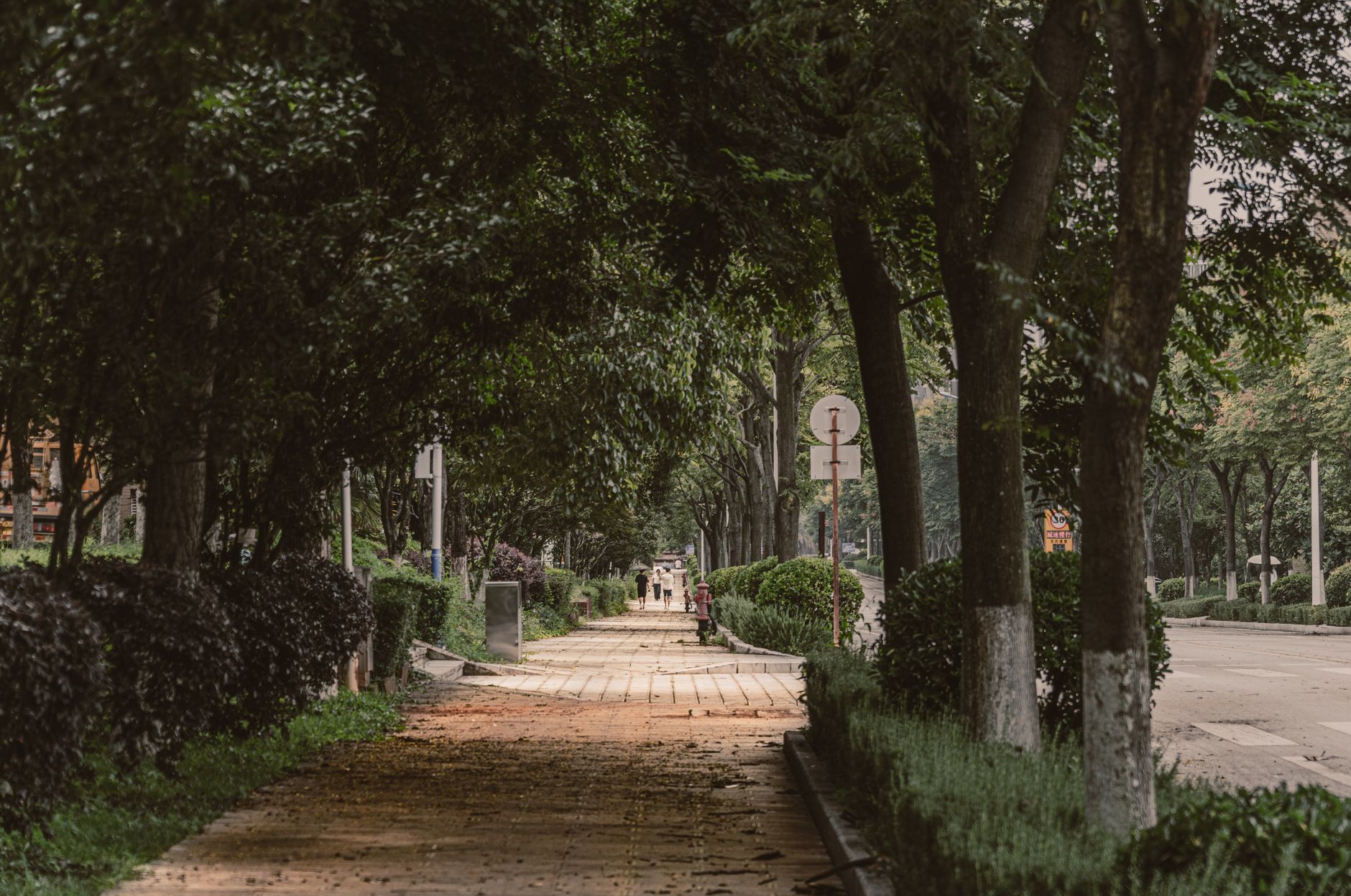 A tree-lined walkway in a city park